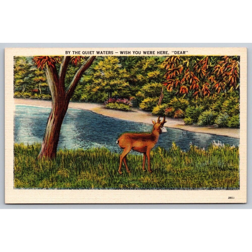 Vintage Linen Postcard By The Quiet Waters Wish You Were Here Dear Pronghorn